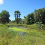 Gorongosa National Park – Sofala – Mozambique