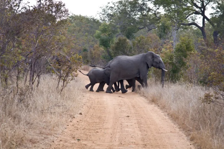 HWANGE_002_PHOTO_BY_Letizia-Barbi_FLICKR HWANGE_002_PHOTO_BY_Letizia-Barbi_FLICKR