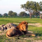 Hwange National Park – Hwange – Zimbabwe