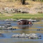 Ruaha National Park – Iringa – Tanzania