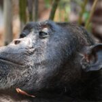 Mahale Mountains National Park – Kigoma – Tanzania