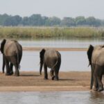 Lower Zambezi National Park – Lusaka – Zambia