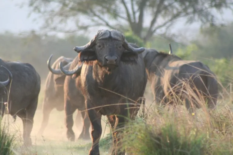 LOWERZAMBEZI_003_PHOTO_BY_Paul-Kane_FLICKR LOWERZAMBEZI_003_PHOTO_BY_Paul-Kane_FLICKR