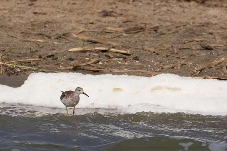 LAKEEDWARD_005_Fanny_Schertzer_WIKIPEDIA LAKEEDWARD_005_Fanny_Schertzer_WIKIPEDIA