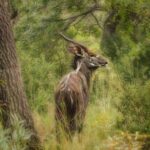 Niassa National Reserve (NNR) – Mecula – Mozambique