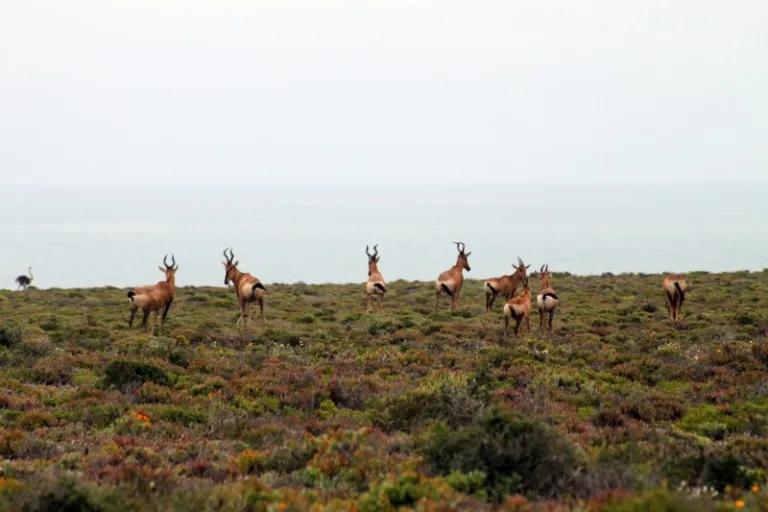 NAMAKWA_005_Photo_by_South-African-Tourism_FLICKR NAMAKWA_005_Photo_by_South-African-Tourism_FLICKR