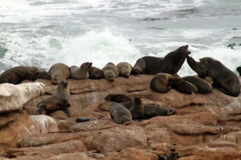 NAMAKWA_006_Photo_by_South-African-Tourism_FLICKR NAMAKWA_006_Photo_by_South-African-Tourism_FLICKR