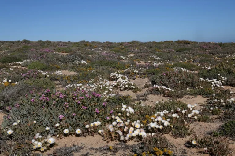 NAMAKWA__Photo_by_Winfried-Bruenken_WIKIPEDIA-2 NAMAKWA__Photo_by_Winfried-Bruenken_WIKIPEDIA-2