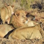 Madikwe Game Reserve – South Africa