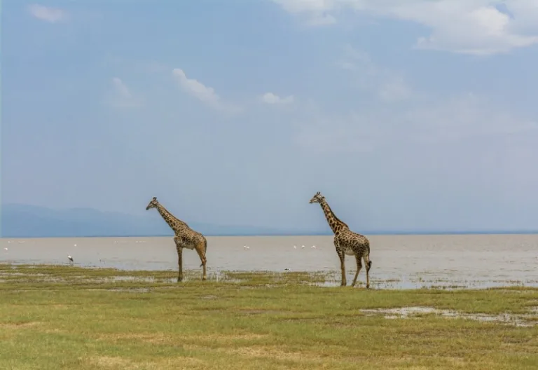 MANYARA_003_PHOTO_BY_Thatlowdownwoman_PIXABAY MANYARA_003_PHOTO_BY_Thatlowdownwoman_PIXABAY