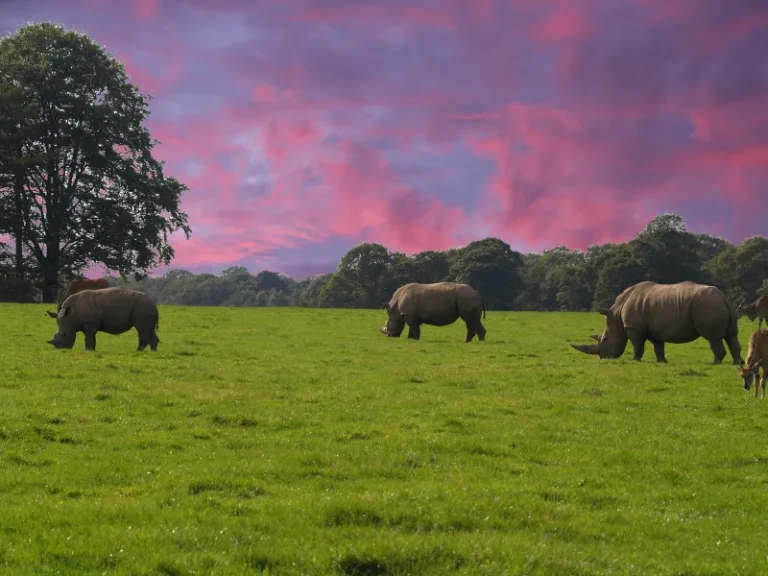 LIMPOPONP_001_PHOTO_BYJMK_FLICKR