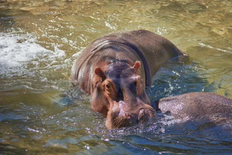 ZAMBEZI_001_PHOTO_BY_Roy-Buri_PIXABAY ZAMBEZI_001_PHOTO_BY_Roy-Buri_PIXABAY