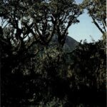 Kibira National Park – Burundi