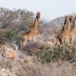 The Namib – Naukluft Park – Namibia