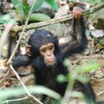 Gombe Stream National Park – Tanzania