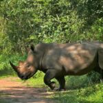 Ziwa Rhino Sanctuary – Uganda