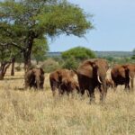 Tarangire National Park – Tanzania