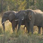 Zambezi National Park - Zimbabwe 9 Zambezi National Park – Zimbabwe