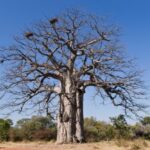 Parque Nacional da Cameia – Angola