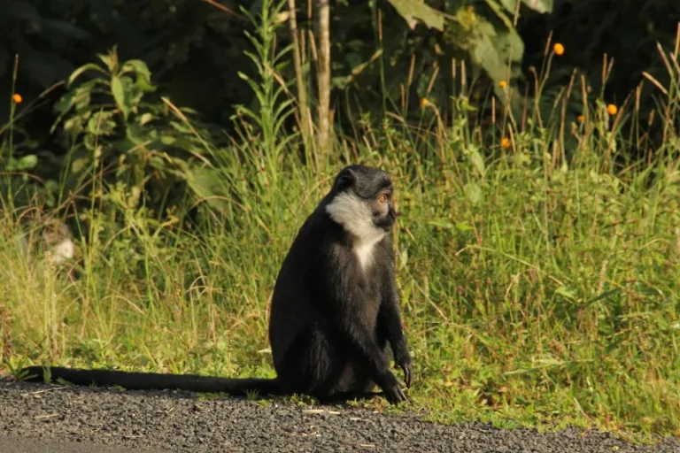 NYUNGWE_003_PHOTO_BY_Rwanda-Government_FLICKR NYUNGWE_003_PHOTO_BY_Rwanda-Government_FLICKR