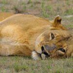 Liuwa Plain National Park - Zambia 4 Liuwa Plain National Park – Zambia