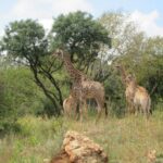 Groenkloof Nature Reserve – Gauteng – South Africa
