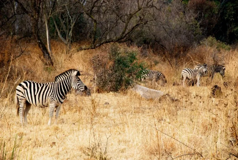 GROENKLOOF_002_PHOTO_BY_Ryan-Kilpatrick_FLICKR GROENKLOOF_002_PHOTO_BY_Ryan-Kilpatrick_FLICKR