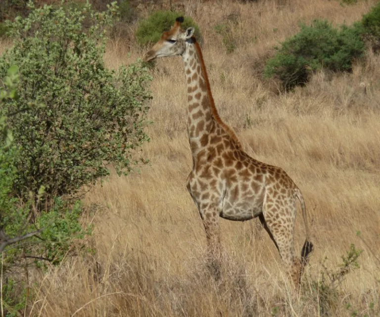 GROENKLOOF_003_PHOTO_BY_JMK_WIKIPEDIA GROENKLOOF_003_PHOTO_BY_JMK_WIKIPEDIA