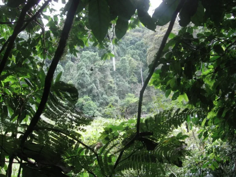 UDZUNGWA_003_PHOTO_BY_andresfib_WIKIPEDIA