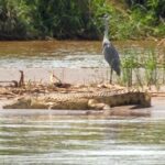 Rusizi National Park – Burundi