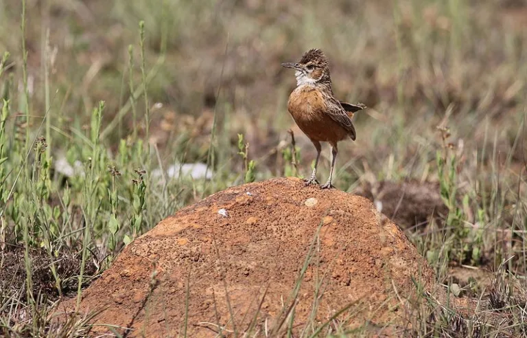 SUIKNR_002-Photo-by-Derek-Keats SUIKNR_002-Photo-by-Derek-Keats