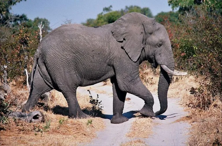 MOREMI_002_Photo_by_Ian-Sewell_WIKIPEDIA MOREMI_002_Photo_by_Ian-Sewell_WIKIPEDIA
