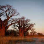 Nxai Pan National Park – Botswana