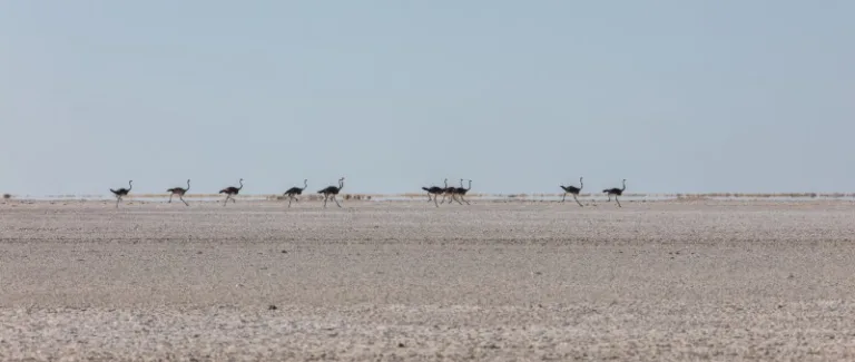 NXAI_001_PHOTO_BY_Diego-Delso_WIKIPEDIA