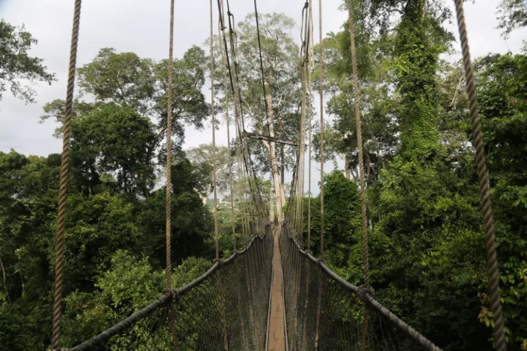 KAKUM_002_PHOTO_BY_flowcomm_FLICKR KAKUM_002_PHOTO_BY_flowcomm_FLICKR