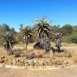 National Botanical Garden – Gaborone – Botswana