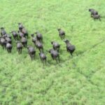 Marromeu National Reserve – Mozambique