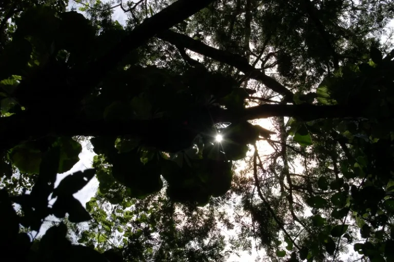 NKHOTAKOTA_001_PHOTO_BY_Joachim-Huber_WIKIPEDIA NKHOTAKOTA_001_PHOTO_BY_Joachim-Huber_WIKIPEDIA