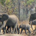 Liwonde National Park – Malawi