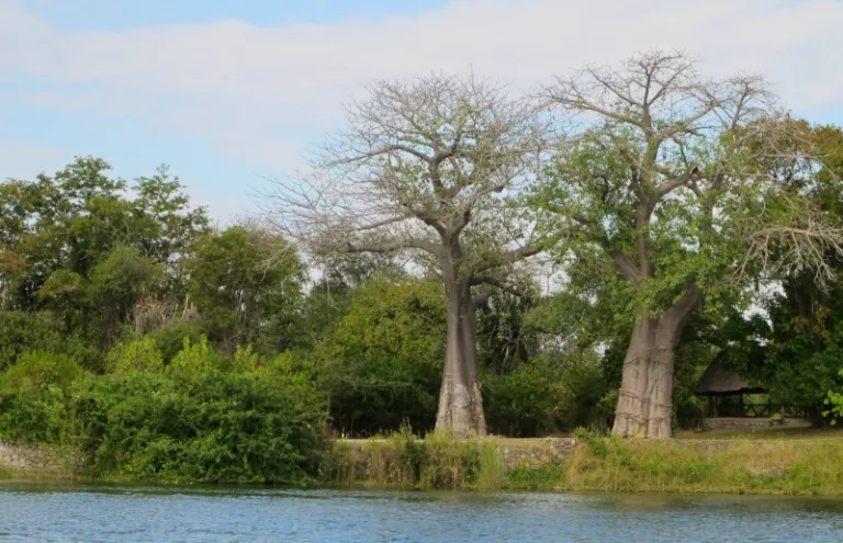 LIWONDE_001_PHOTO_BY_David-Davies-_FLICKR LIWONDE_001_PHOTO_BY_David-Davies-_FLICKR