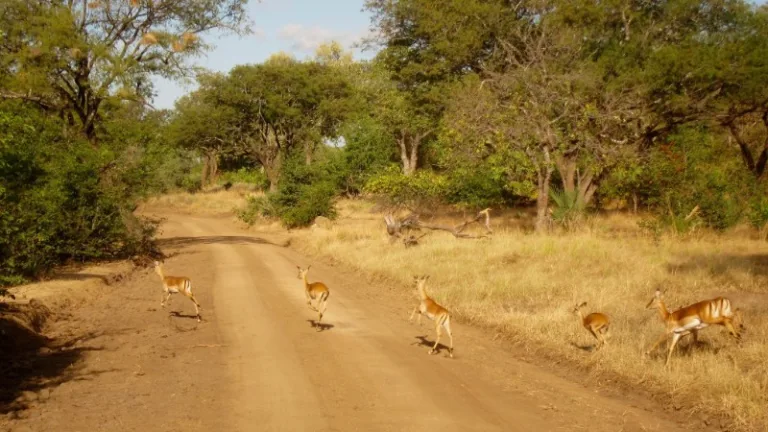 LIWONDE_002_PHOTO_BY_Mickaël-T-_FLICKR LIWONDE_002_PHOTO_BY_Mickaël-T-_FLICKR