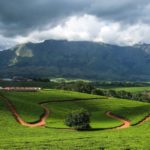Lujeri Tea Area – Malawi