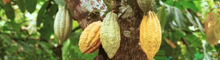 BRUKAM_004 BRUKAM_004