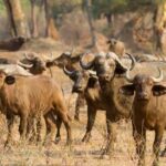 Kazuma Pan National Park – Zimbabwe