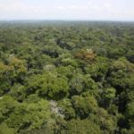 Ituri Coffee Area – DR Congo