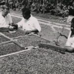 Ashanti Cocoa Area  – Kumasi – Ghana