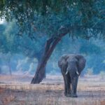Mana Pools National Park – Zimbabwe