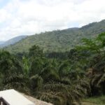 Monte Alén National Park – Equatorial Guinea