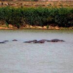 Mare aux Hippopotames – Burkina Faso