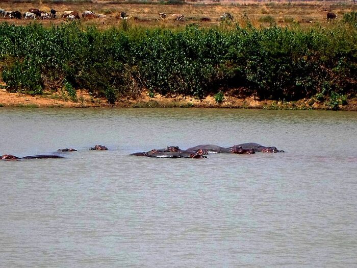 Mare aux Hippopotames - Burkina Faso 6 Featured image